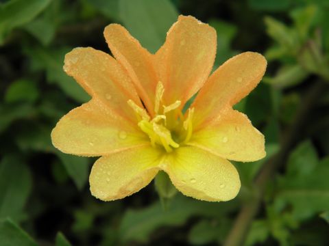 Image of cutleaf evening primrose