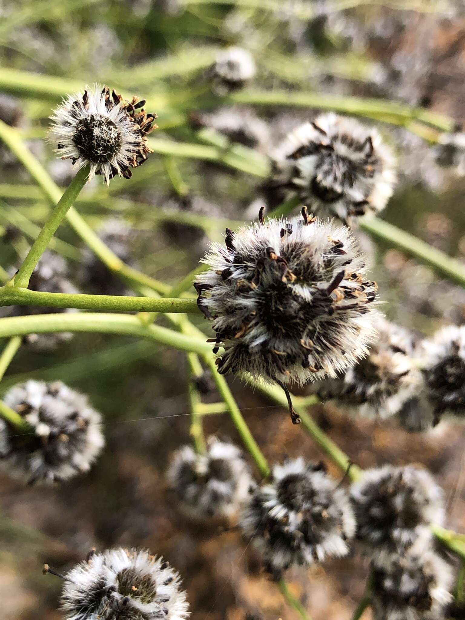 Image of Stirlingia latifolia (R. Br.) Steudel