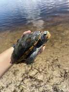 Image of Malaclemys terrapin macrospilota (Hay 1904)