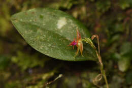 Image of Lepanthes monteverdensis Luer & R. Escobar