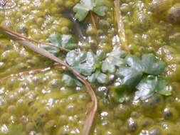 Image of Ranunculus natans C. A. Meyer