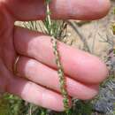 صورة Wahlenbergia loddigesii (A. DC.) I. M. Turner