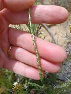 صورة Wahlenbergia loddigesii (A. DC.) I. M. Turner