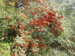 Image de Pyracantha koidzumii (Hayata) Rehd.