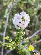 Image of Hypocalymma cordifolium Schau.