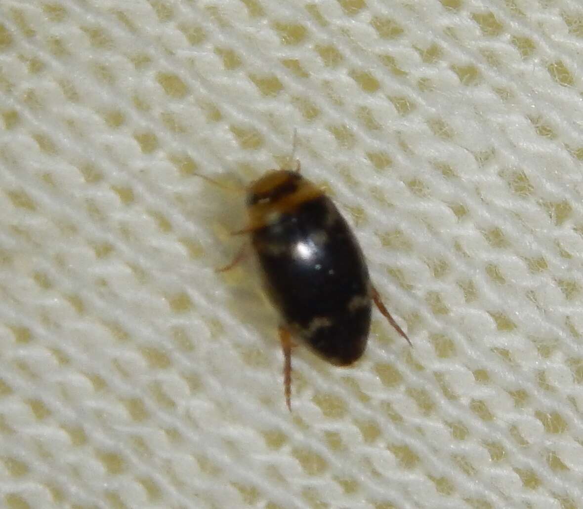 Image of Water beetle