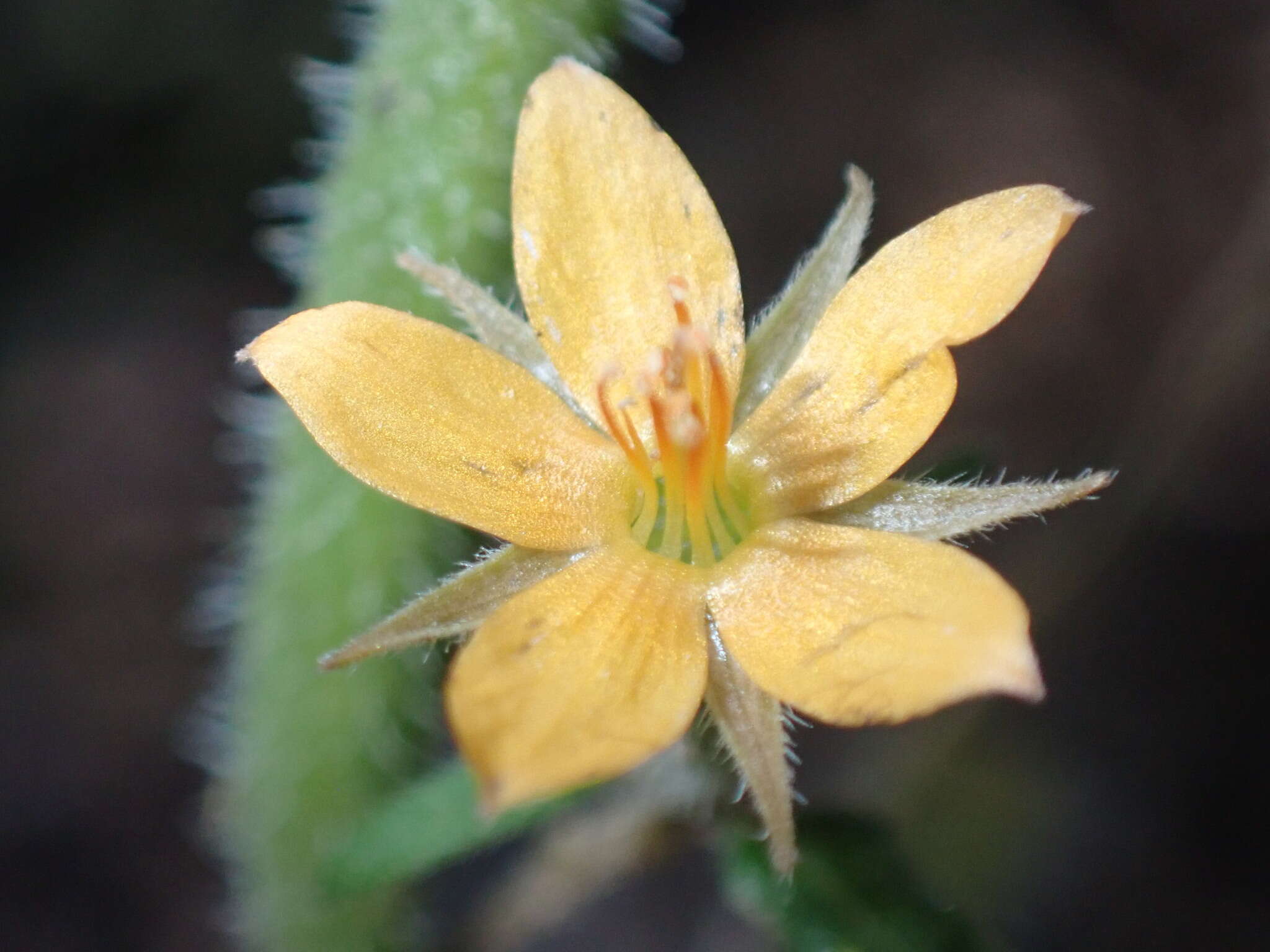 Image of Organ Mountain blazingstar