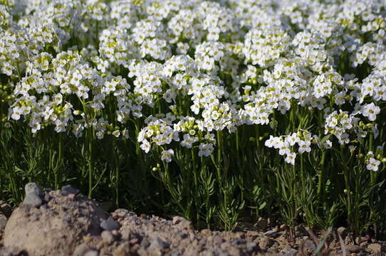 Image of Richardson's Bittercress