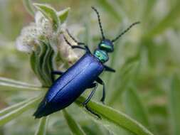 Image of Lytta (Poreopasta) cyanipennis (Le Conte 1851)