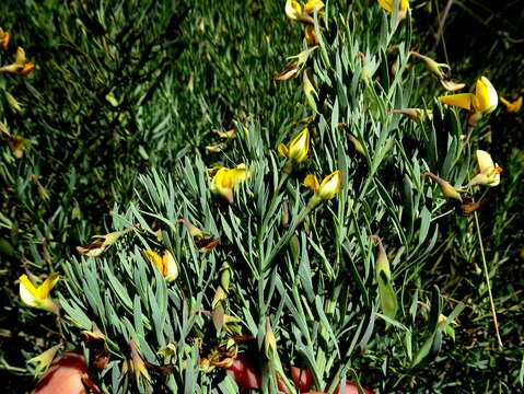 Image of Rafnia angulata Thunb.