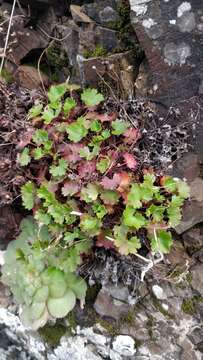 Image of Saxifraga maderensis D. Don