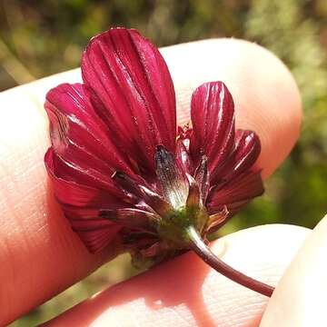 Image of Cosmos scabiosoides Kunth