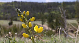 Image of prairie thermopsis