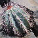 صورة Melocactus azureus Buining & Brederoo