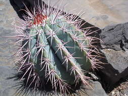 Image of Melocactus azureus Buining & Brederoo