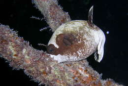 Image of Masked Puffer