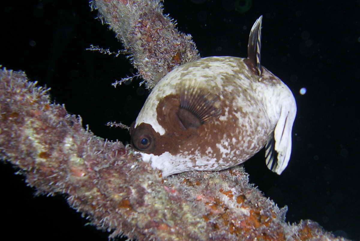 Image of Masked Puffer