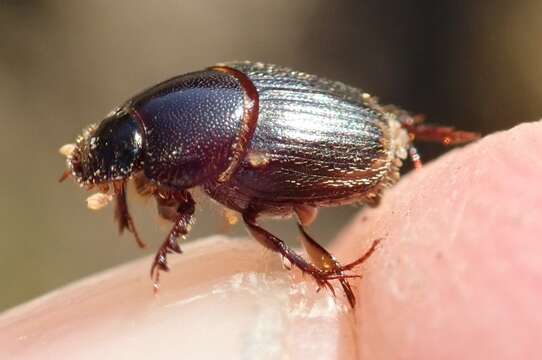 Image of Onthophagus vinctus Erichson 1843