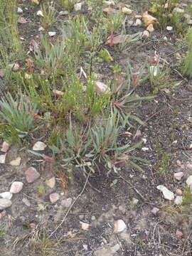 Image of Protea vogtsiae Rourke