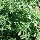 Image of Solanum caatingae S. Knapp & Särkinen