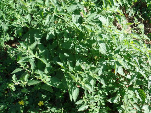 Image de Solanum caatingae S. Knapp & Särkinen