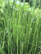 Image of Southern Giant Horsetail