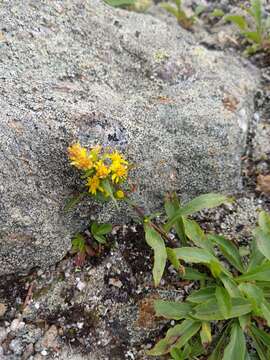 Image of Cutler's alpine goldenrod