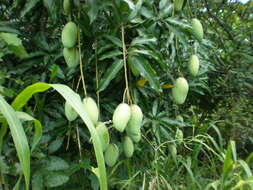 Image of Mango