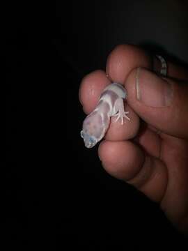 Image of Western Banded Gecko