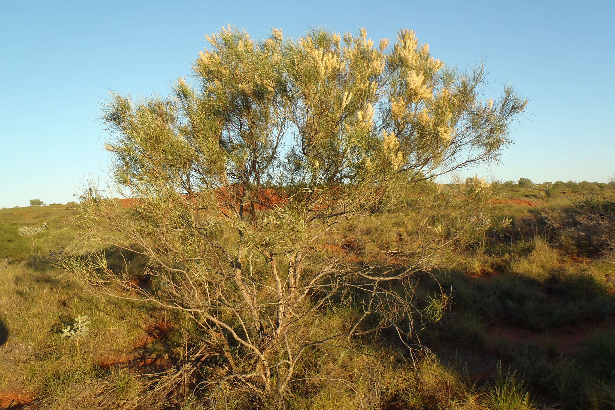 Image of Grevillea stenobotrya F. Müll.