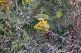 Image of Tennessee Warbler