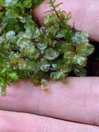 Image of Appalachian rhizomnium moss