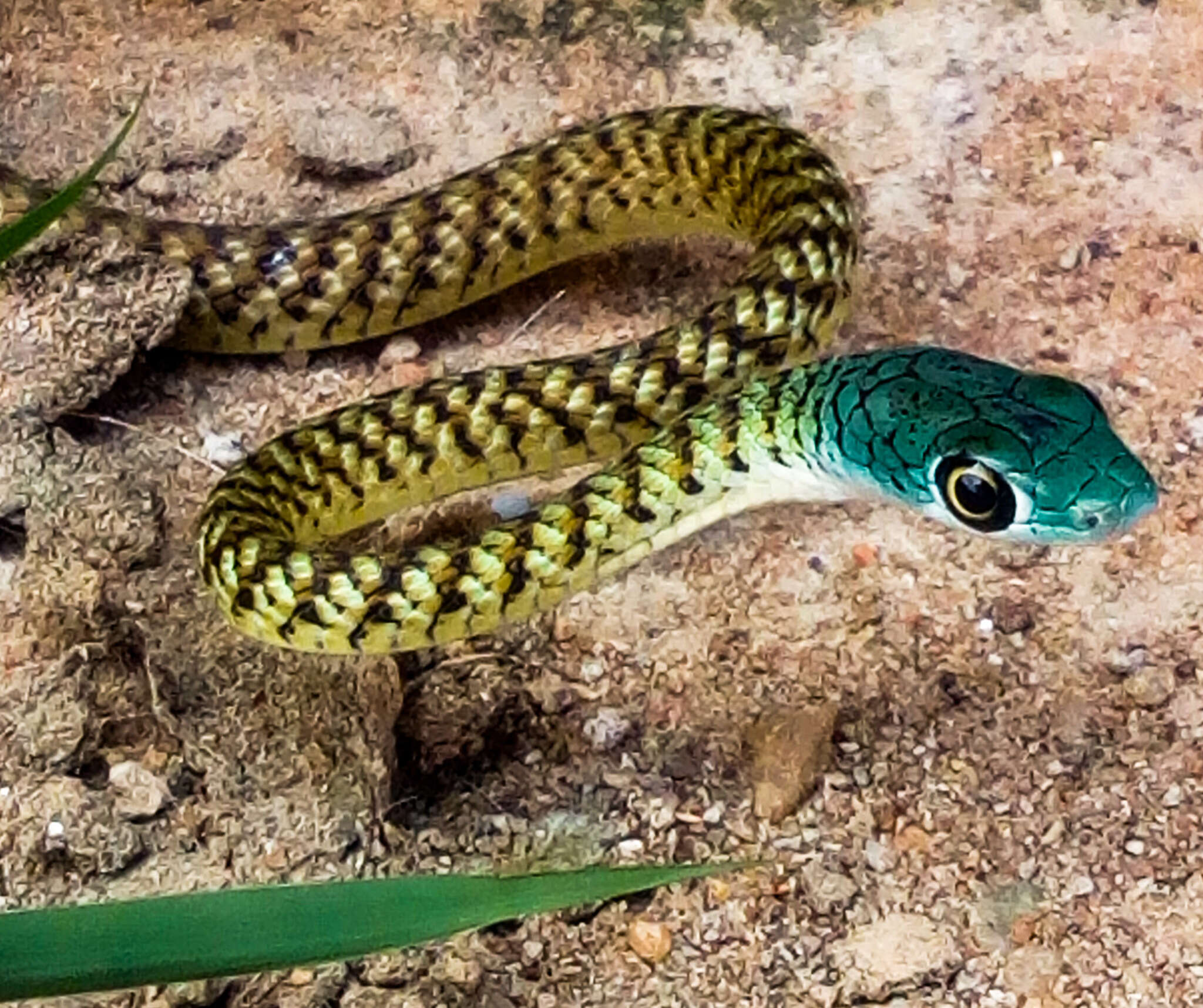 Image of Thirteen-scaled Green Snake