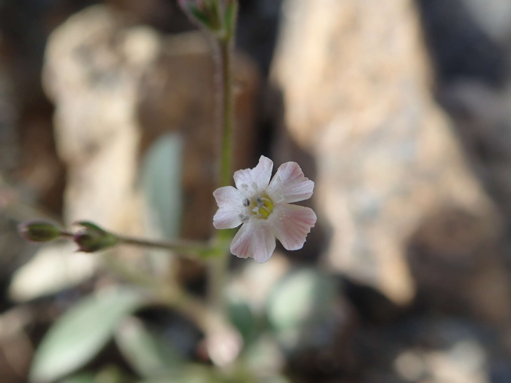 Image of Psammophiliella bellidifolia (Boiss.) S. S. Ikonnikov