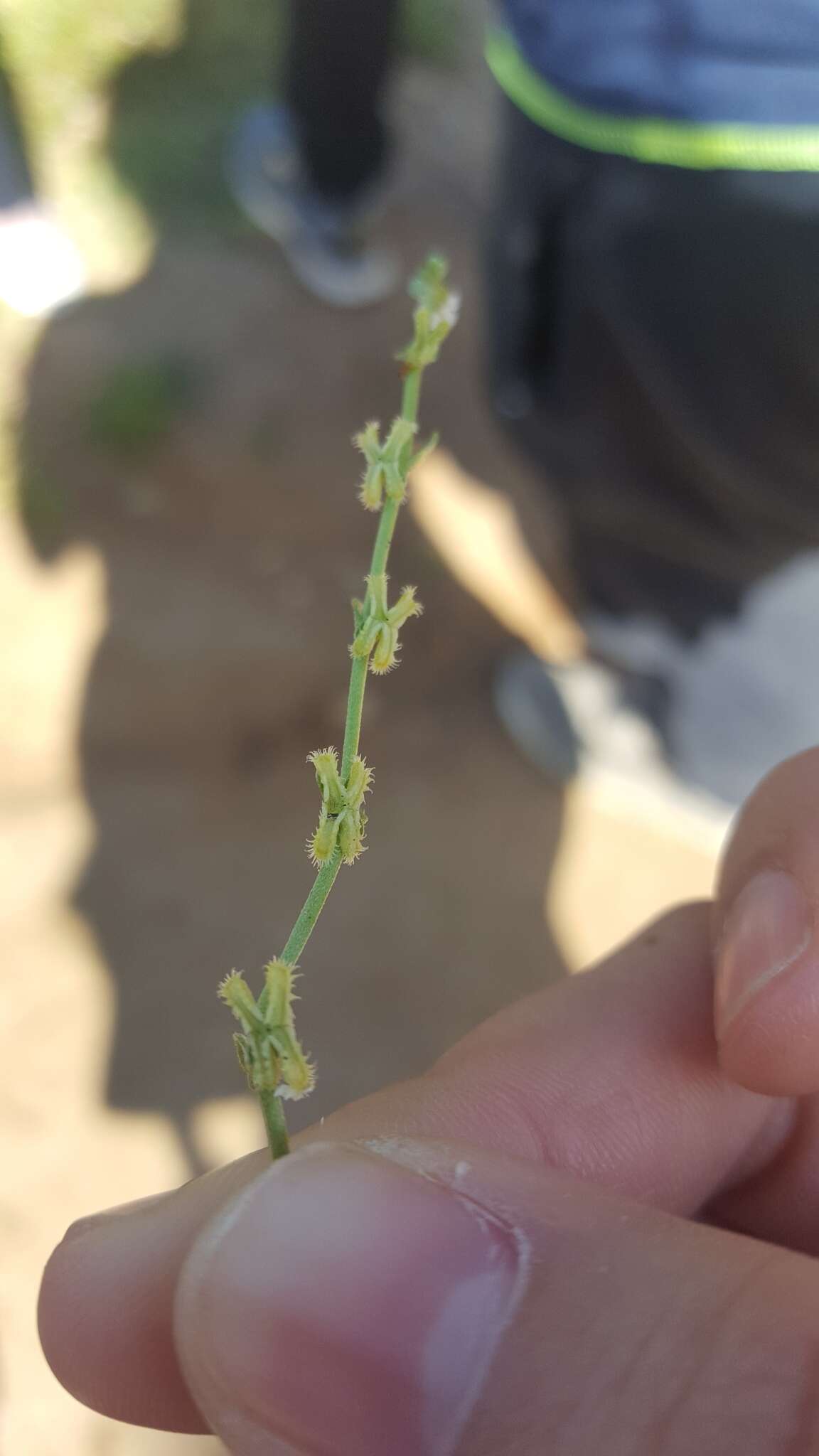 Image of sagebrush combseed