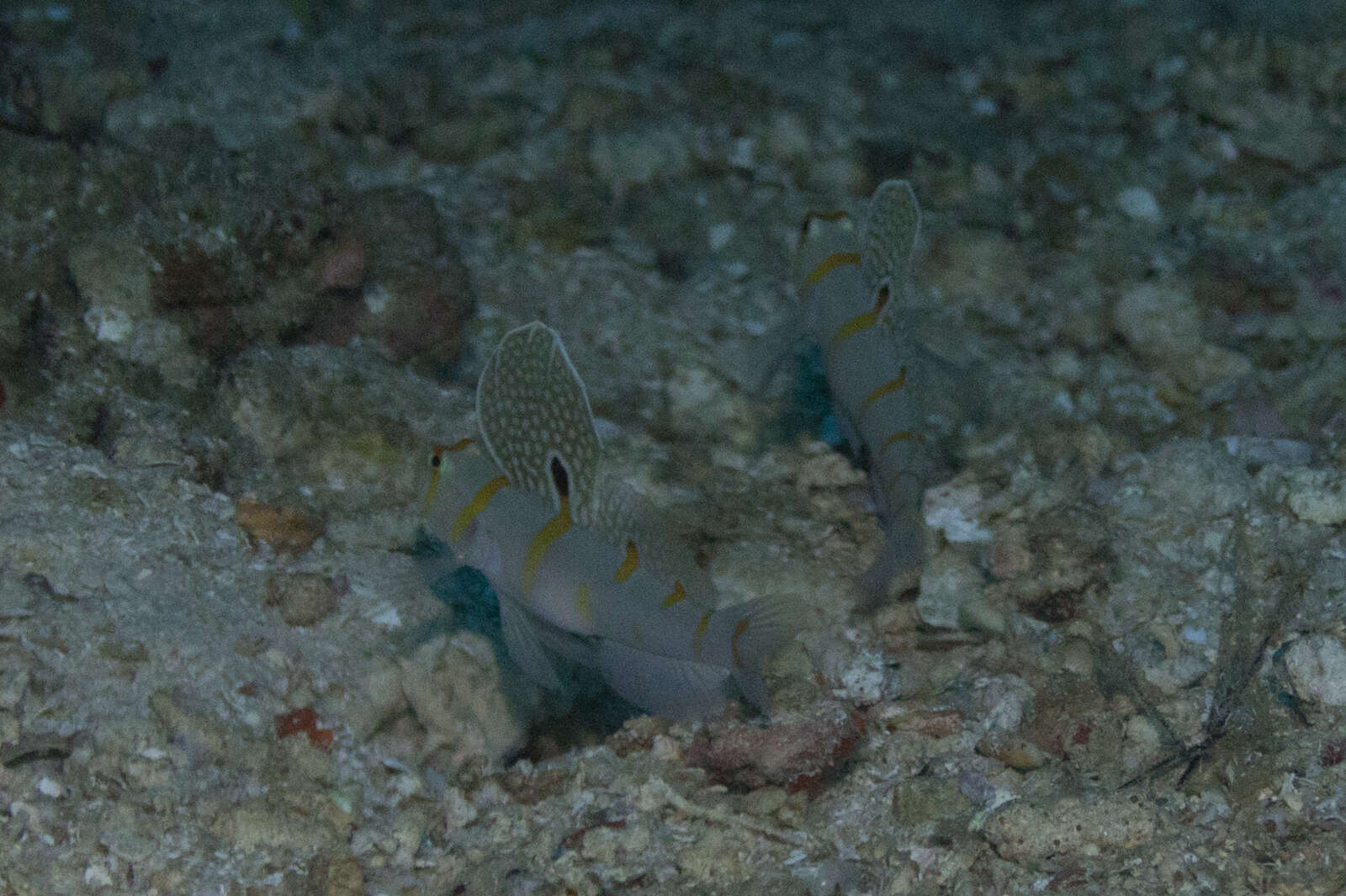 Image of Randall's prawn goby