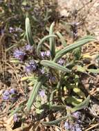 Image of low phacelia