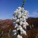 Image of Erica monsoniana var. monsoniana