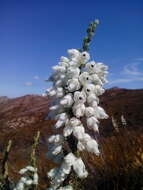 Image of Erica monsoniana var. monsoniana