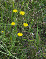 Image of Inula ciliaris (Miq.) Matsum.