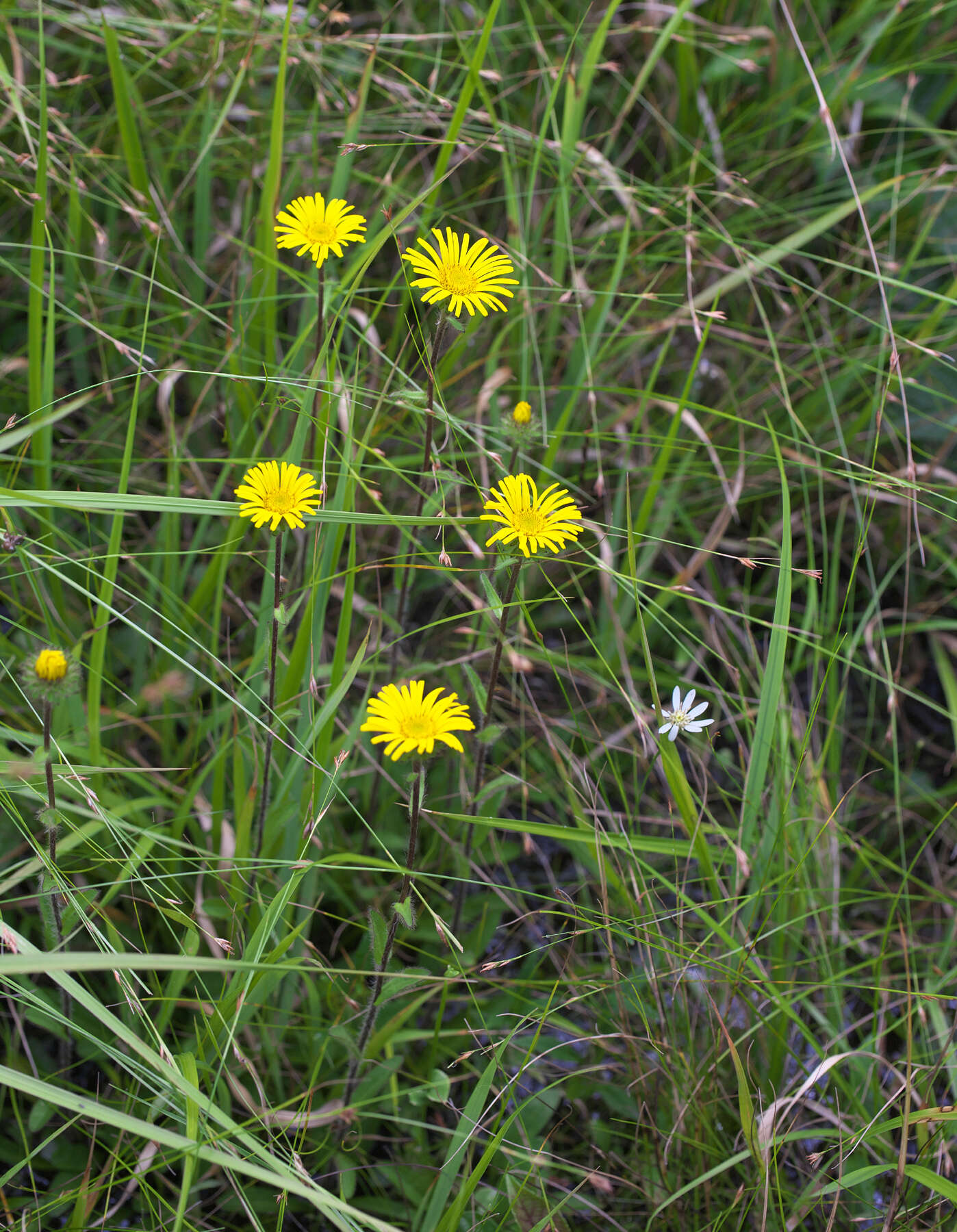 Image of Inula ciliaris (Miq.) Matsum.