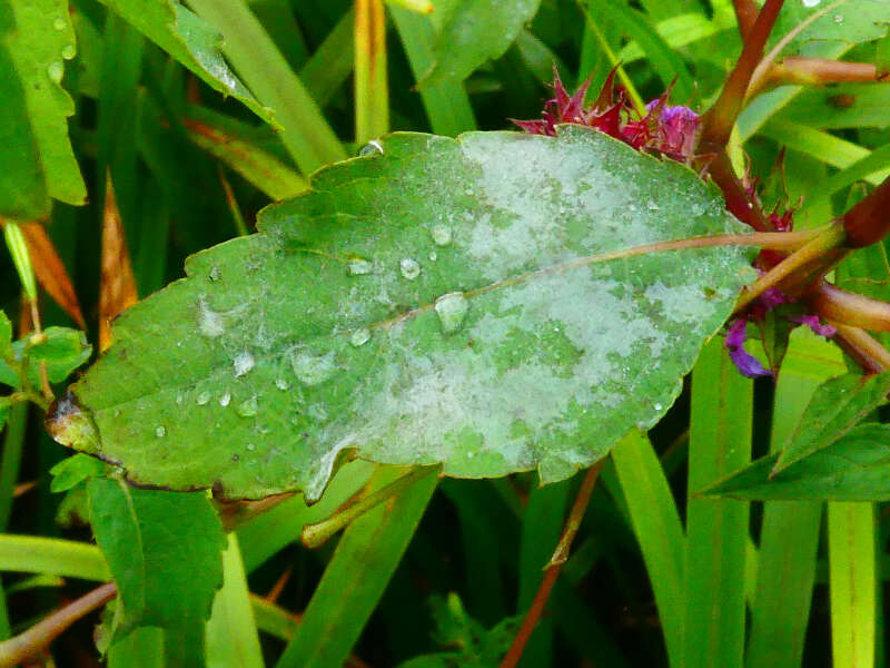 Podosphaera balsaminae (Wallr.) U. Braun & S. Takam. 2000的圖片