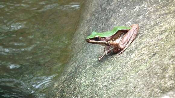 Image of large odorous frog