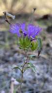 Imagem de Monardella breweri subsp. microcephala (A. Gray) Elvin & A. C. Sanders