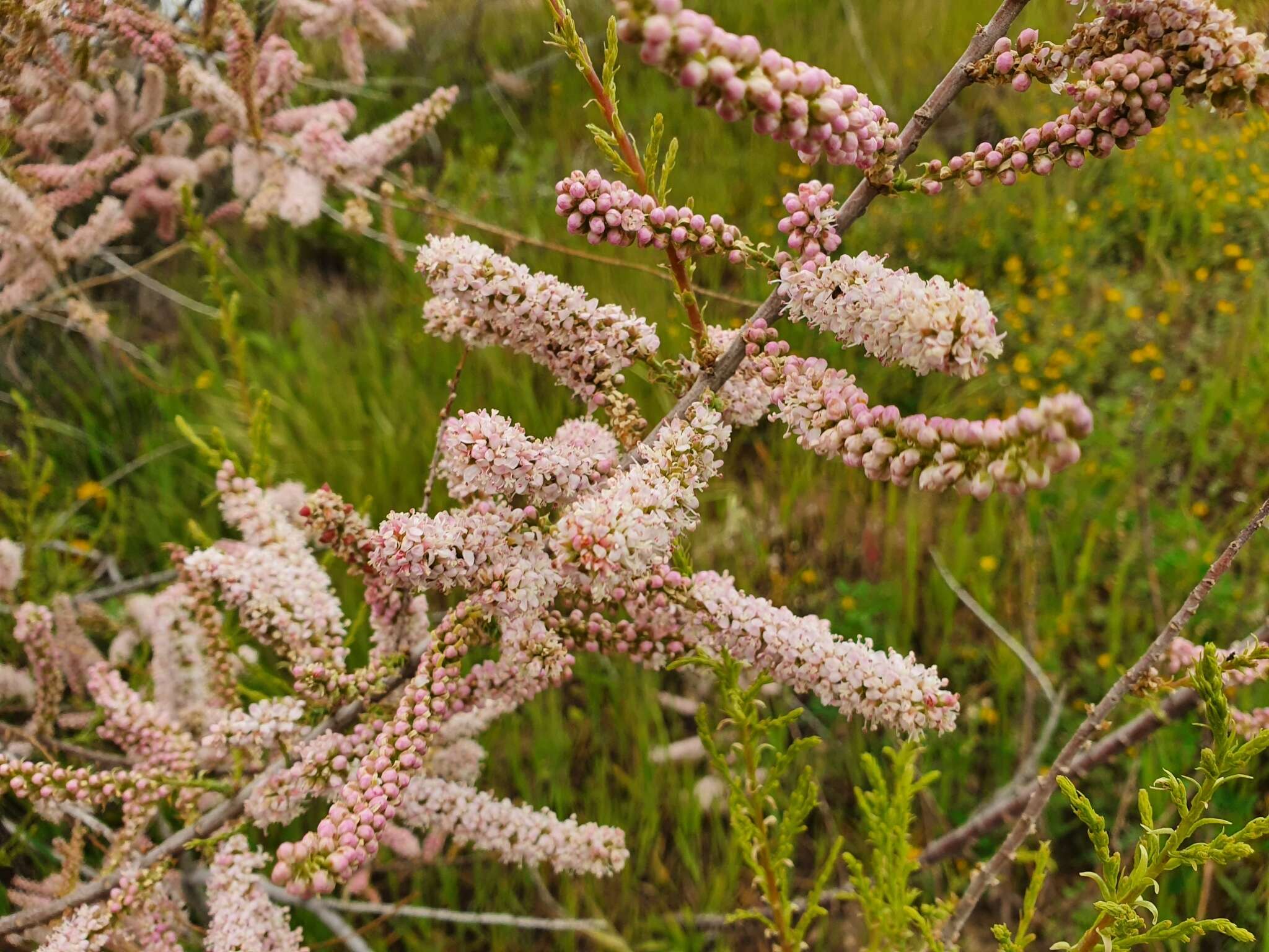 Image of four-stamen tamarisk