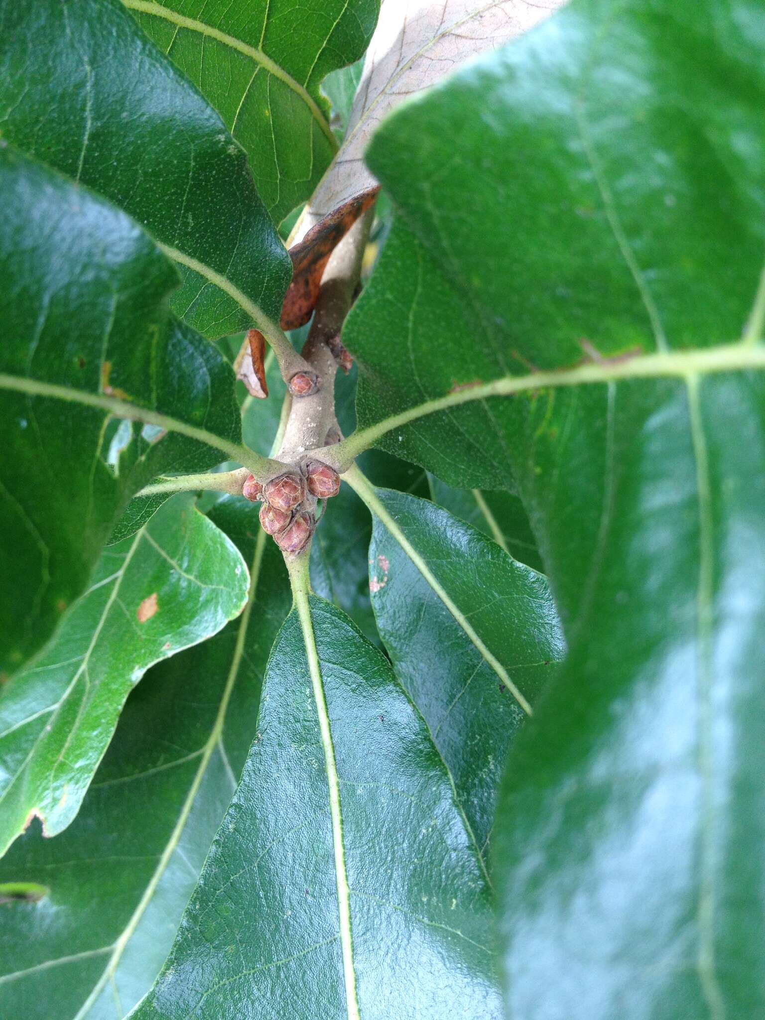 Sivun Quercus stellata Wangenh. kuva