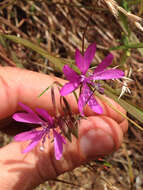 Image of twolobe clarkia