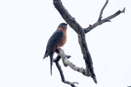 Image of Chestnut-breasted Cuckoo