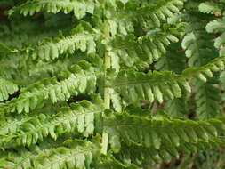 Image of Dryopteris oreades Fomin