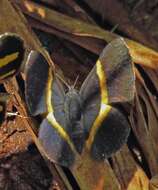 Image of Parcella amarynthina (Felder & Felder 1865)